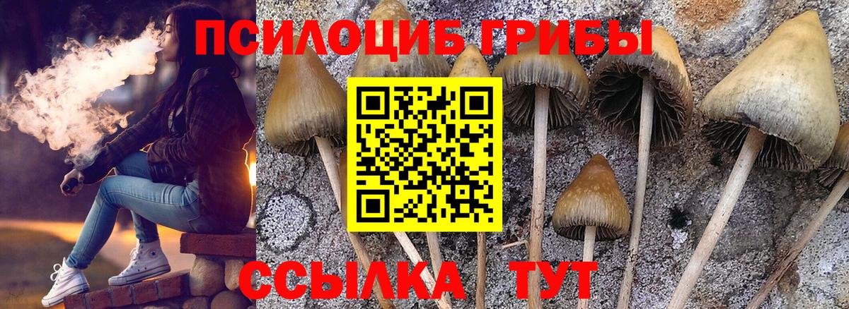 Галлюциногенные грибы Psilocybe  где купить   Вязники  Вход с VPN 